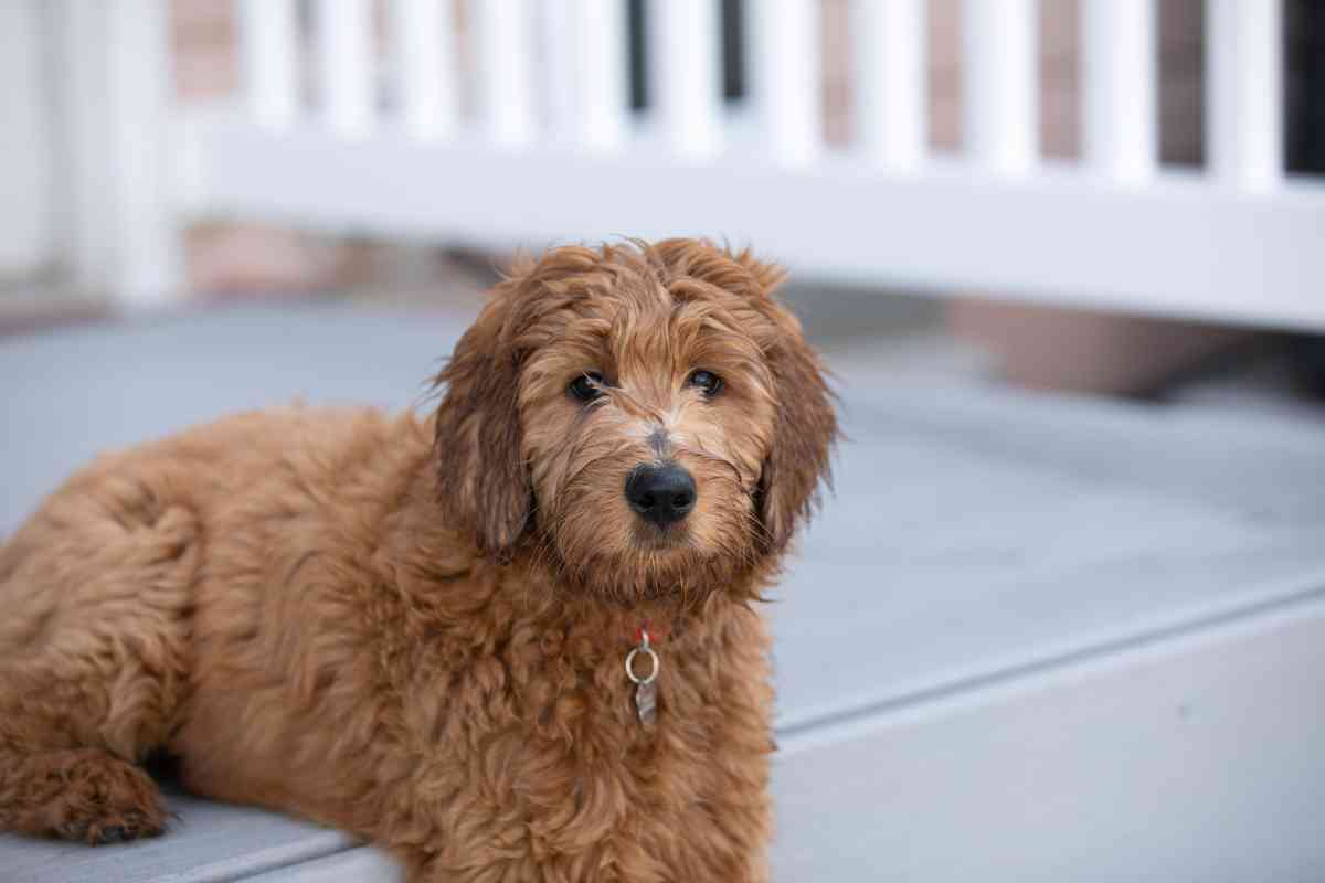 The History And Origin Of Goldendoodle Dogs 4