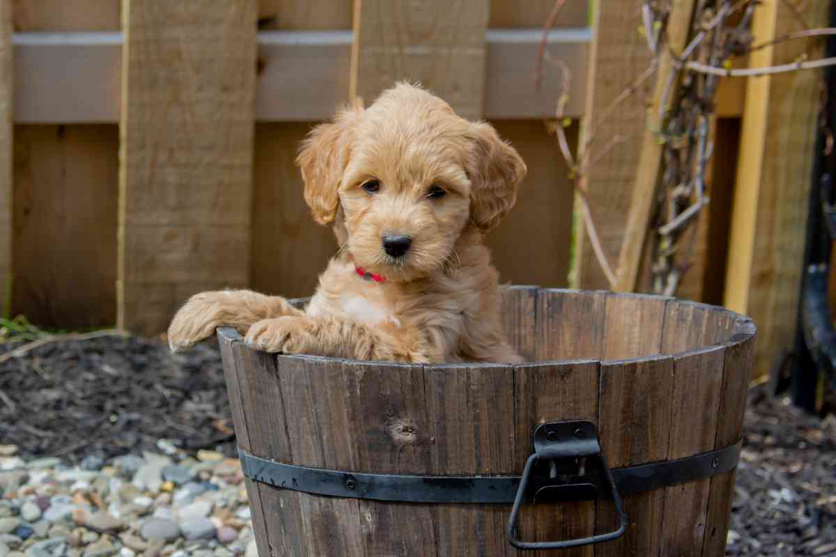 Goldendoodles Vs. Labradoodles: Should You Get One? Yes 5