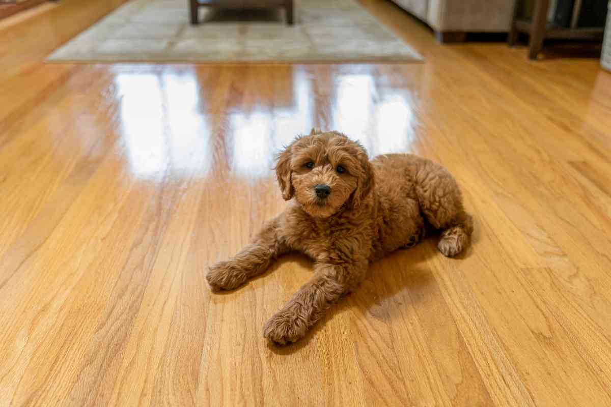 Goldendoodles Vs. Labradoodles: Should You Get One? Yes 7