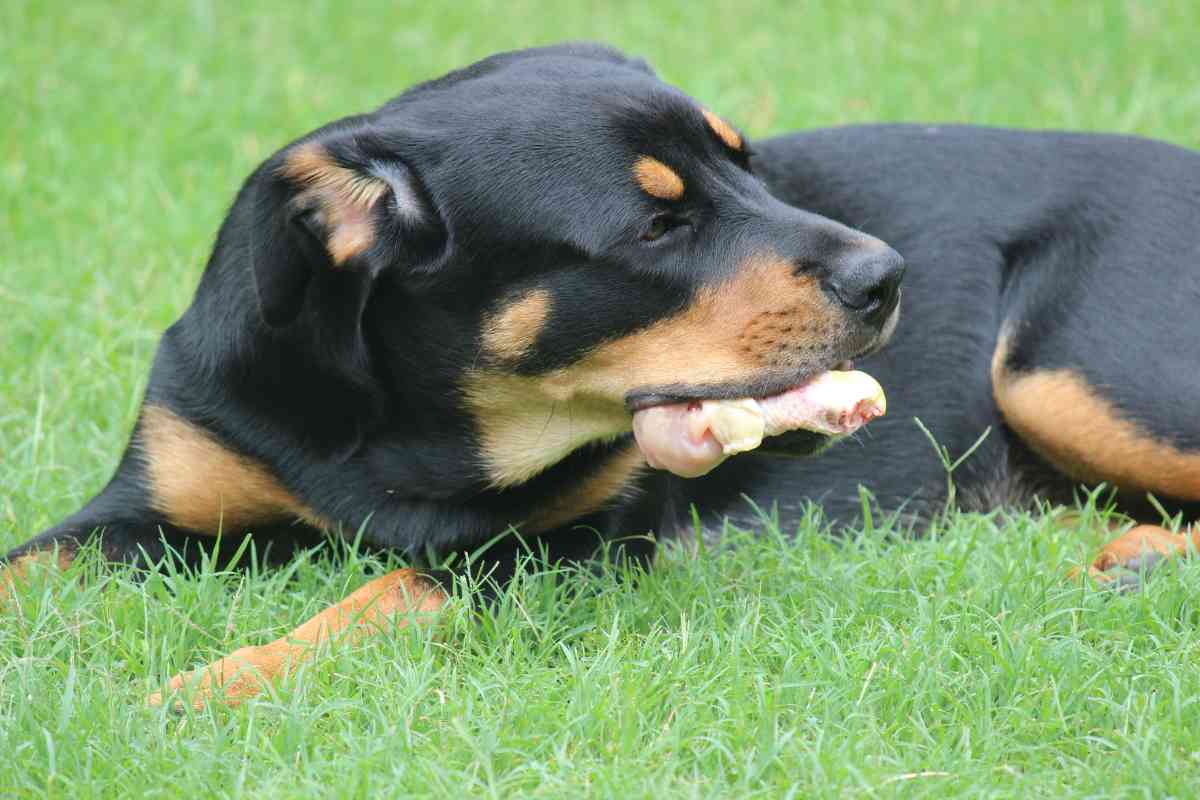 How To Cook Chicken For Puppies: A Guide To Safe And Nutritious Meals 5