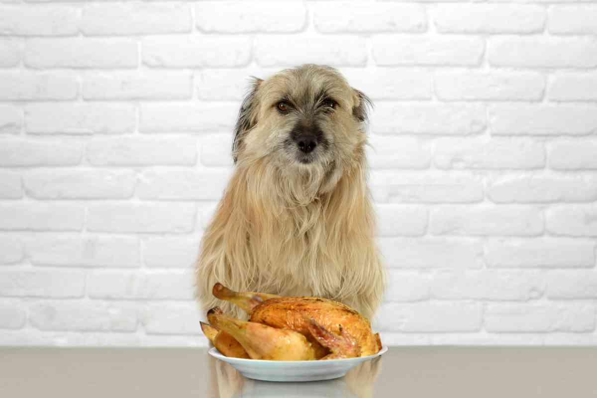 How To Cook Chicken For Puppies: A Guide To Safe And Nutritious Meals 3