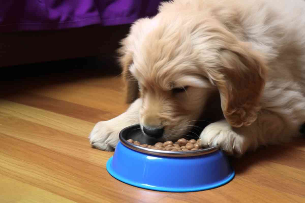 What To Feed Your Goldendoodle Puppy: Expert Recommendations For Optimal Nutrition 2