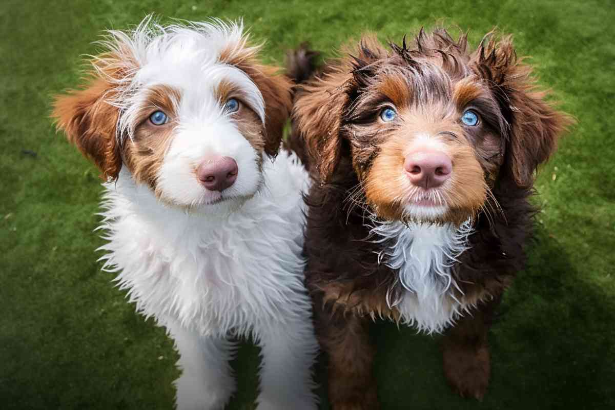 F2 Goldendoodle: Characteristics, Temperament, And Care Tips 2