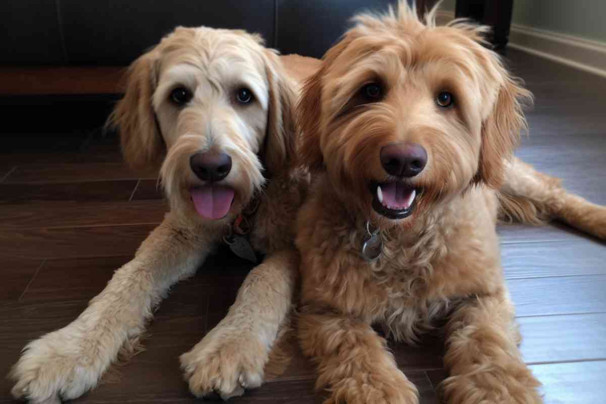 Full Grown F1 Goldendoodle: Size, Temperament, And Care Tips 1