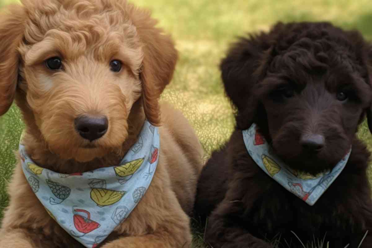 Mini Goldendoodle Vs Maltipoo: Key Differences To Consider 14