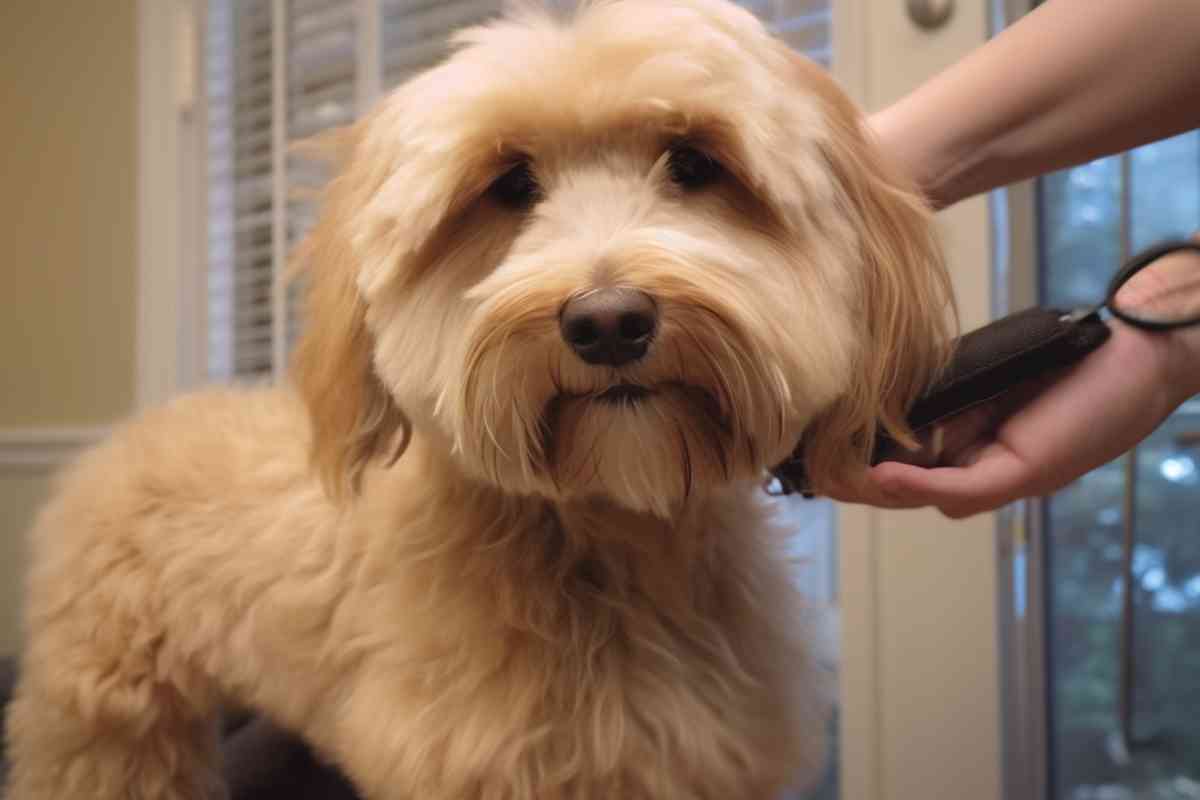 When To Cut Goldendoodle Puppy Hair: Essential Grooming Tips 2