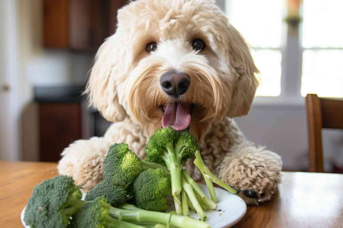 Best Dog Food For Goldendoodles: Top Picks For Optimal Health 4