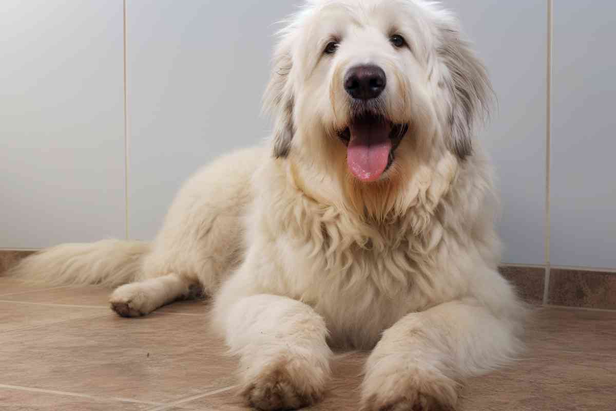 Calmest Doodle Breeds: Top 5 Low-Key Pups for Your Home 123