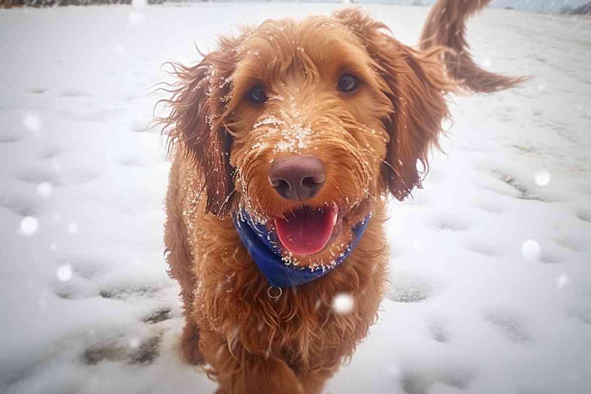 Goldendoodle Behavior Stages: Understanding Your Dog'S Development 9