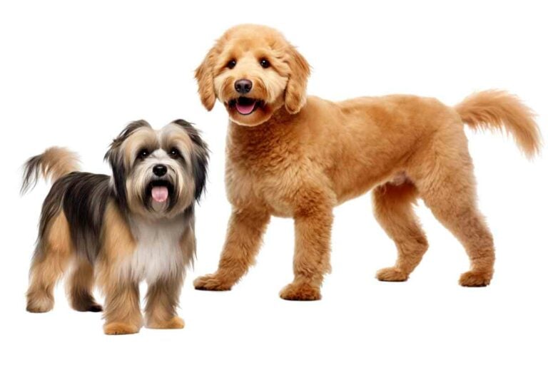 Havanese Vs Goldendoodle: A Comprehensive Comparison