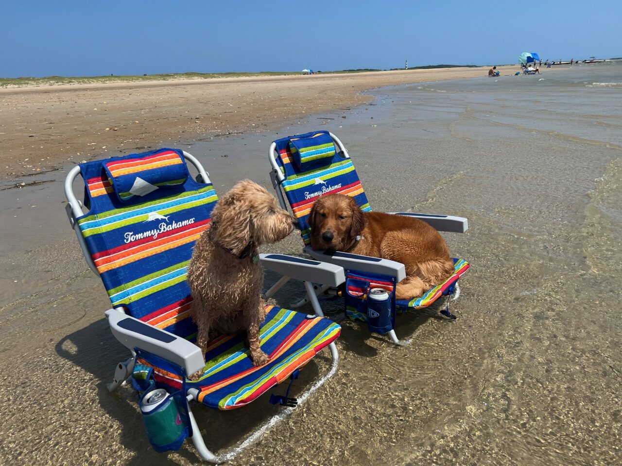 Do Goldendoodles Like To Swim?