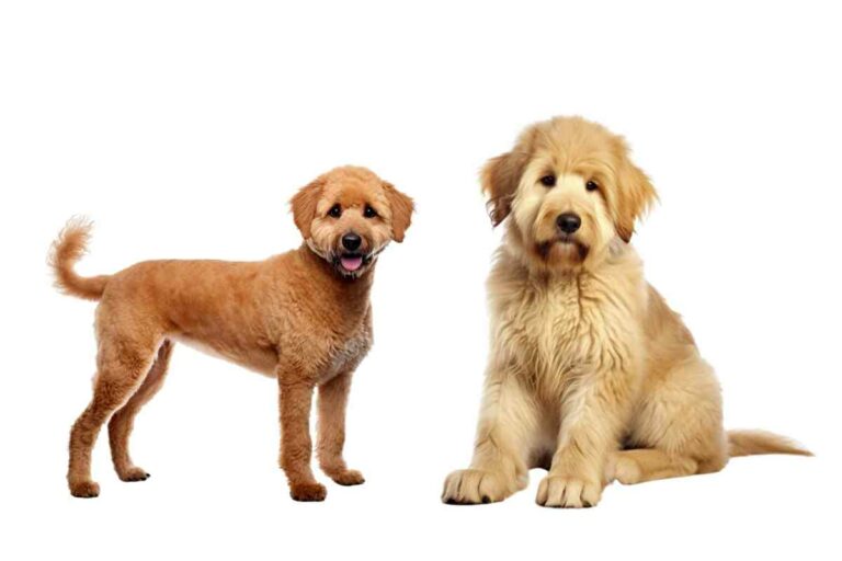 Mini Goldendoodle Vs Goldendoodle: What’S The Difference?