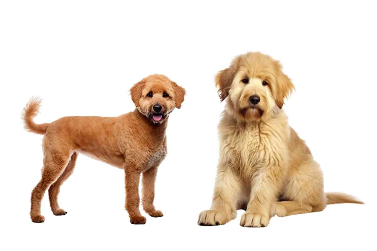 F1B Goldendoodle Life Expectancy: Understanding Your Doodle'S Longevity 2