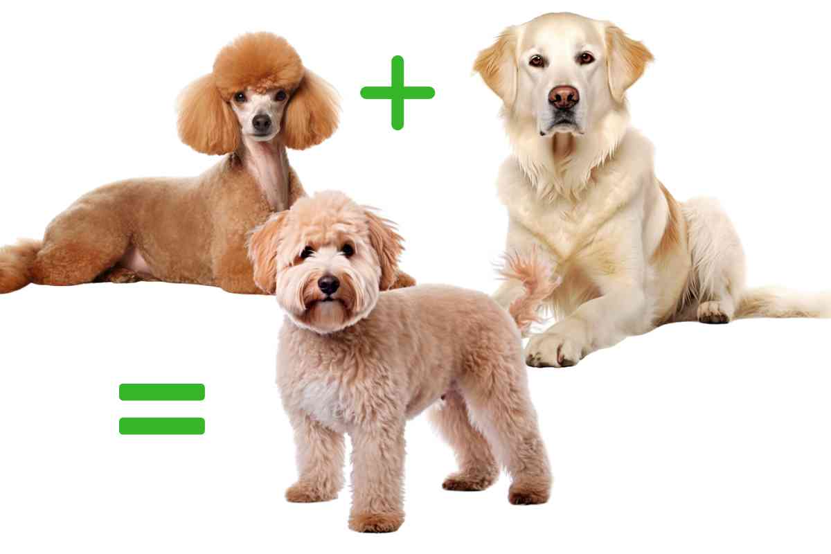Miniature Goldendoodle: Everything You Need to Know 81