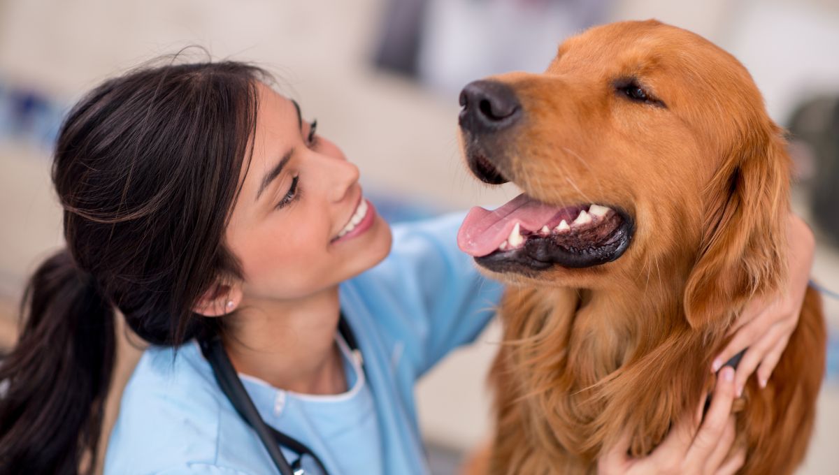 Vet With Golden Retriever