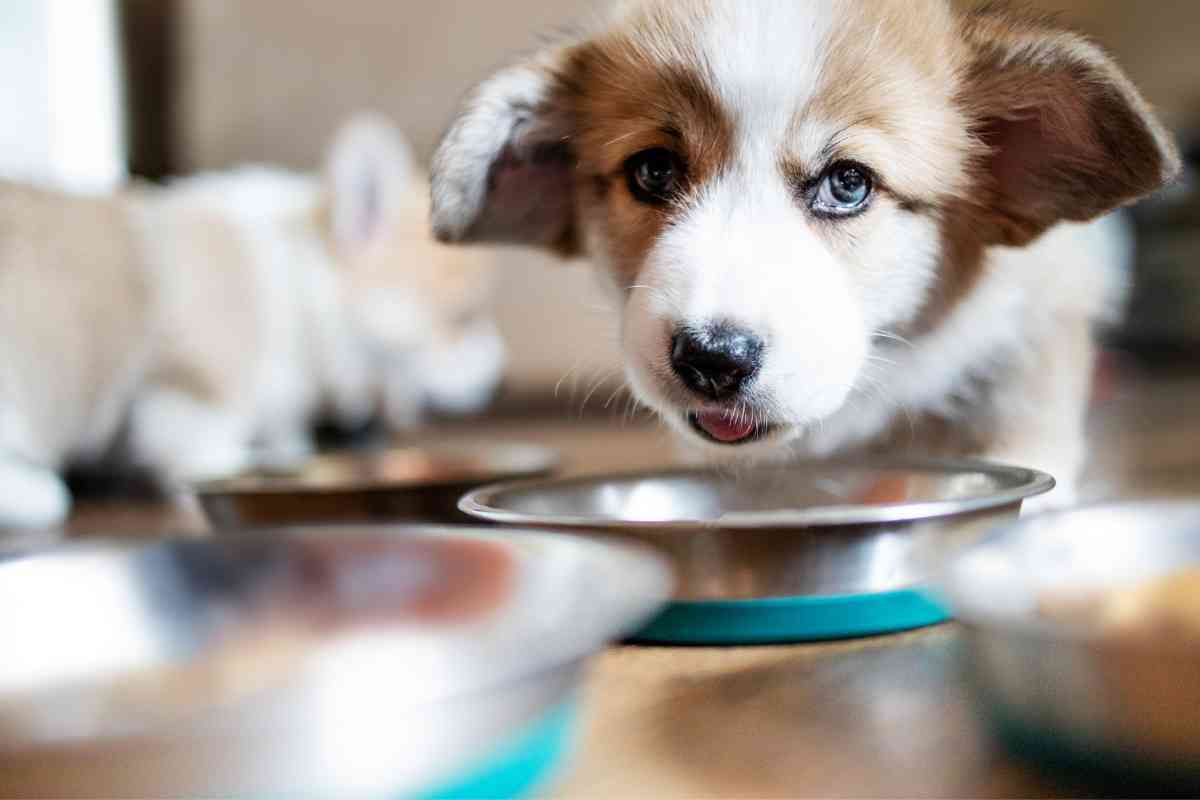 Can 3-Week-Old Puppies Drink Water? Essential Hydration Guidelines 5
