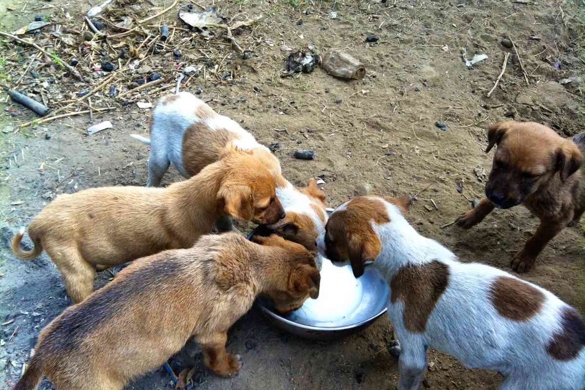 Can 3-Week-Old Puppies Drink Water? Essential Hydration Guidelines 2