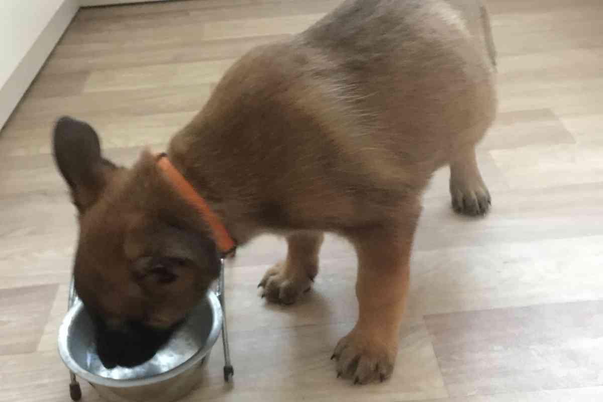 Can 3-Week-Old Puppies Drink Water? Essential Hydration Guidelines 21