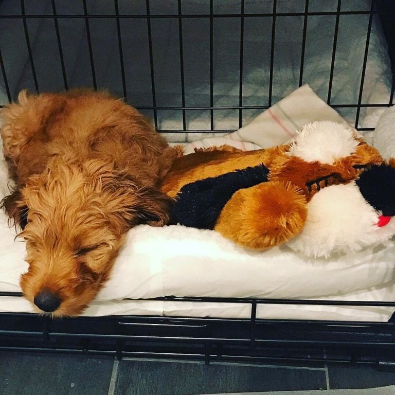 What Do You Do When You First Get A Goldendoodle