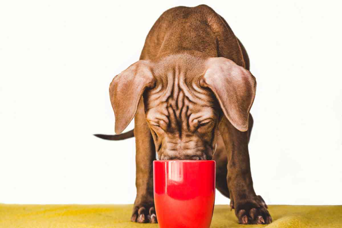 How Much Water Should a 13-Week Puppy Drink? Daily Hydration Guidelines 49