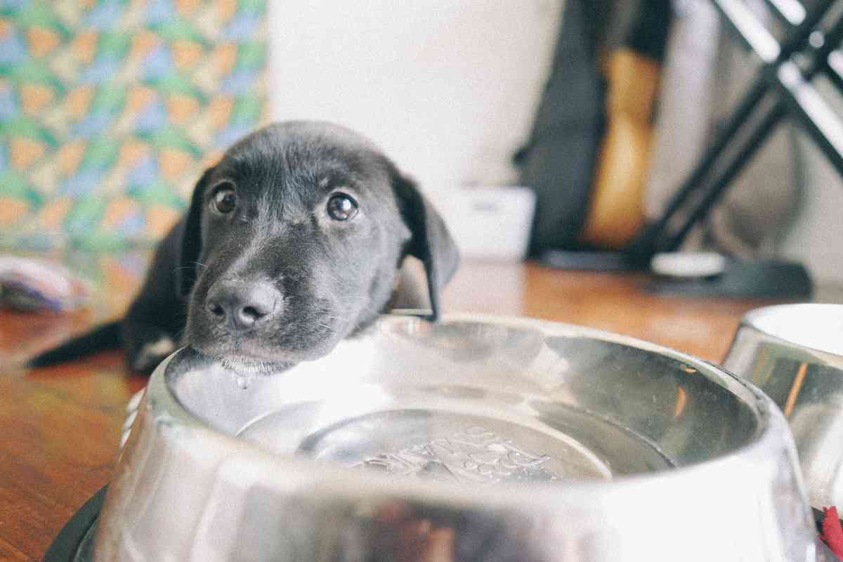 How Much Water Should A 13-Week Puppy Drink? Daily Hydration Guidelines 1
