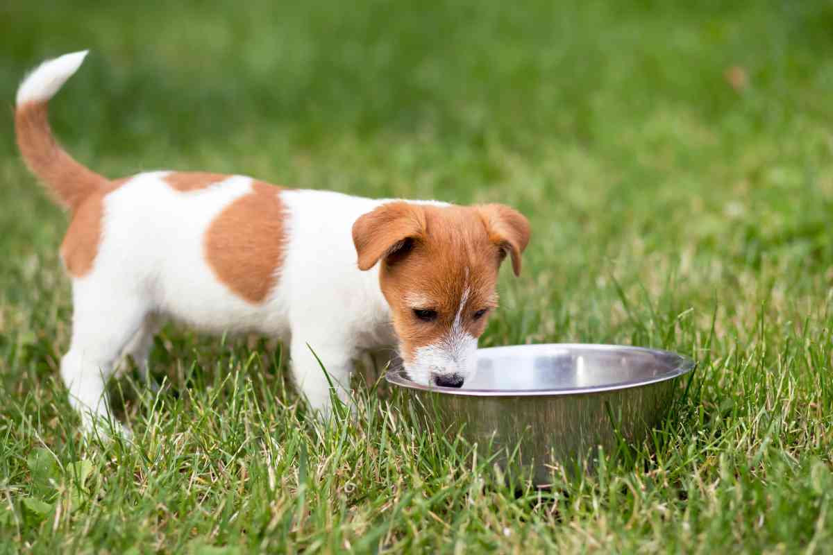How Much Water Should a 13-Week Puppy Drink? Daily Hydration Guidelines 50
