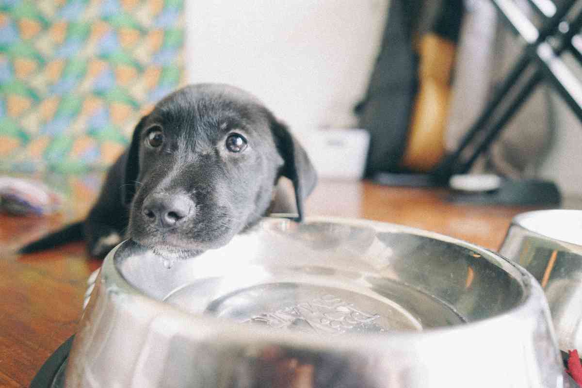 How Much Water Should A 13-Week Puppy Drink? Daily Hydration Guidelines 3