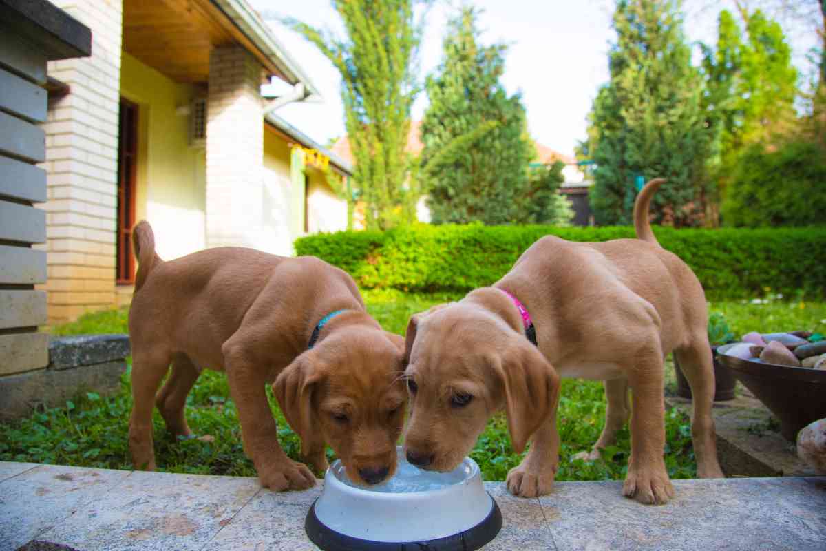 How Often Should You Give a Puppy Water? 29