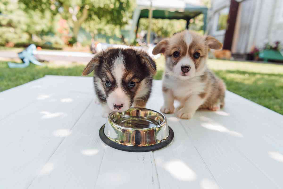 How Often Should You Give a Puppy Water? 30