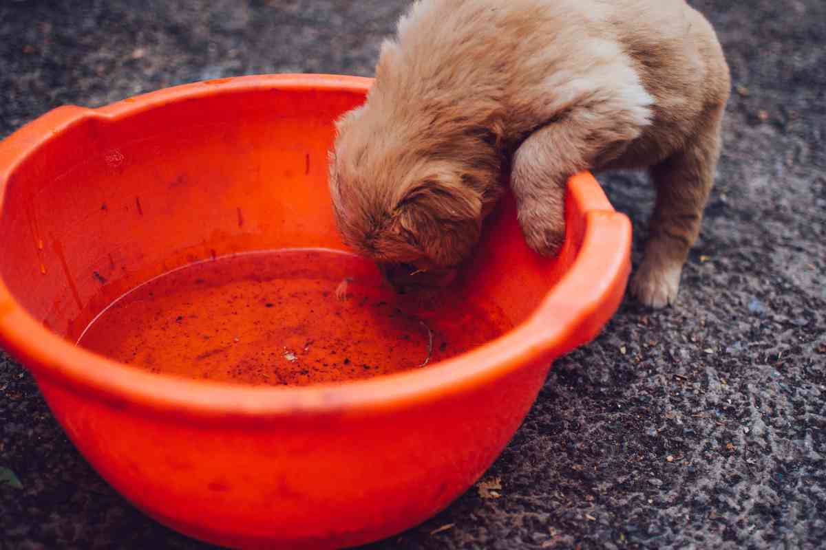 How Often Should You Give A Puppy Water? 2