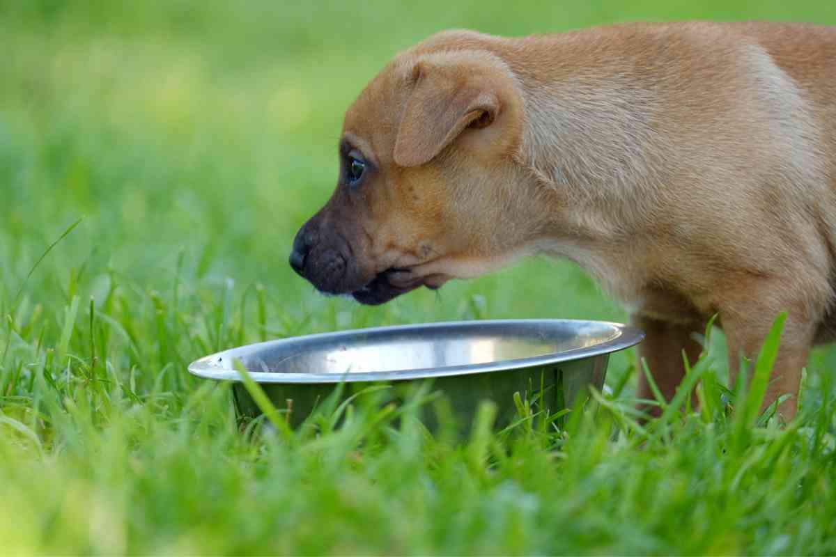 How to Get a Puppy to Drink Water: Essential Hydration Tips 12