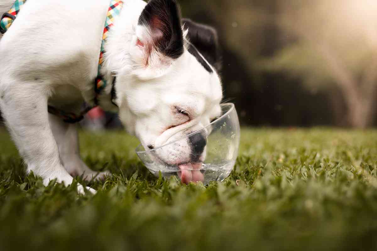 How to Get a Puppy to Drink Water: Essential Hydration Tips 13