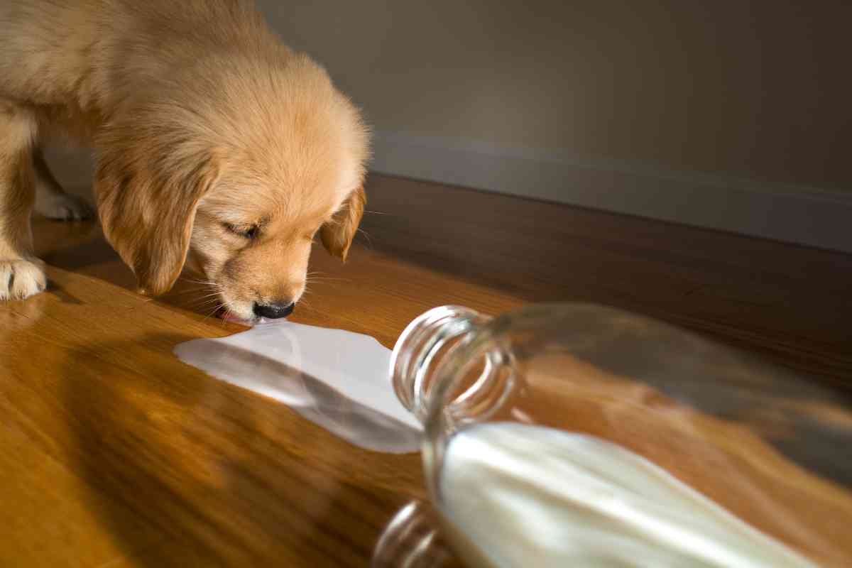 How to Get a Puppy to Drink Water: Essential Hydration Tips 14