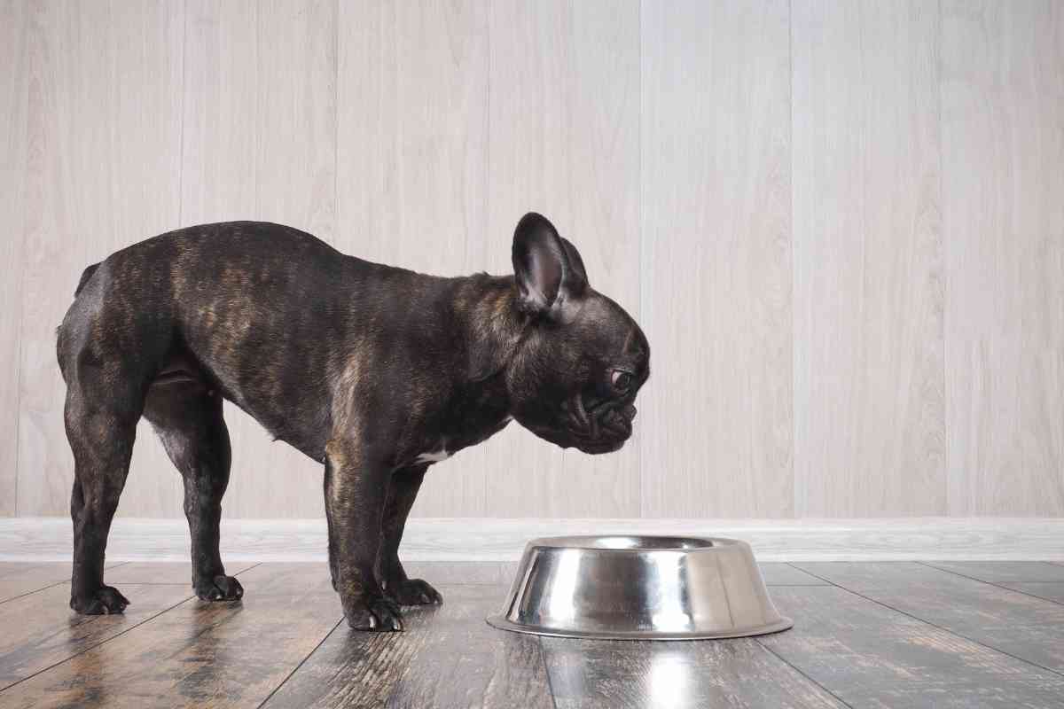 New Puppy Not Drinking Water: Essential Solutions for Your Pup’s Hydration 23