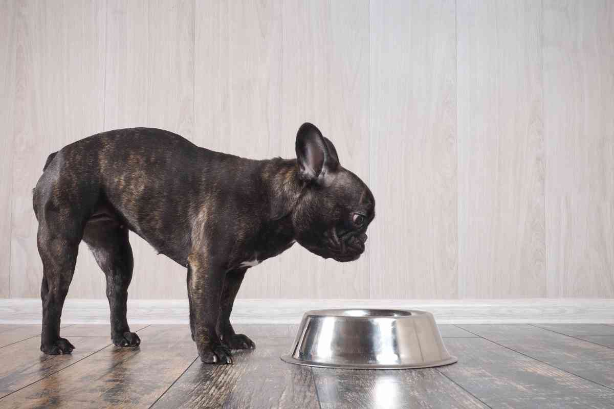 New Puppy Not Drinking Water: Essential Solutions For Your Pup’s Hydration 6