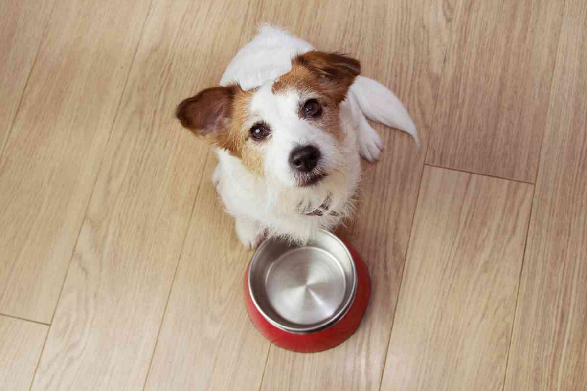 New Puppy Not Drinking Water: Essential Solutions for Your Pup’s Hydration 26