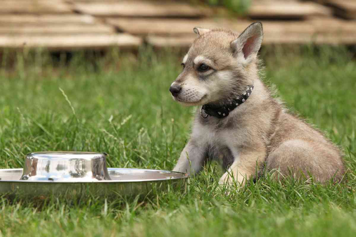 New Puppy Not Drinking Water: Essential Solutions for Your Pup’s Hydration 27