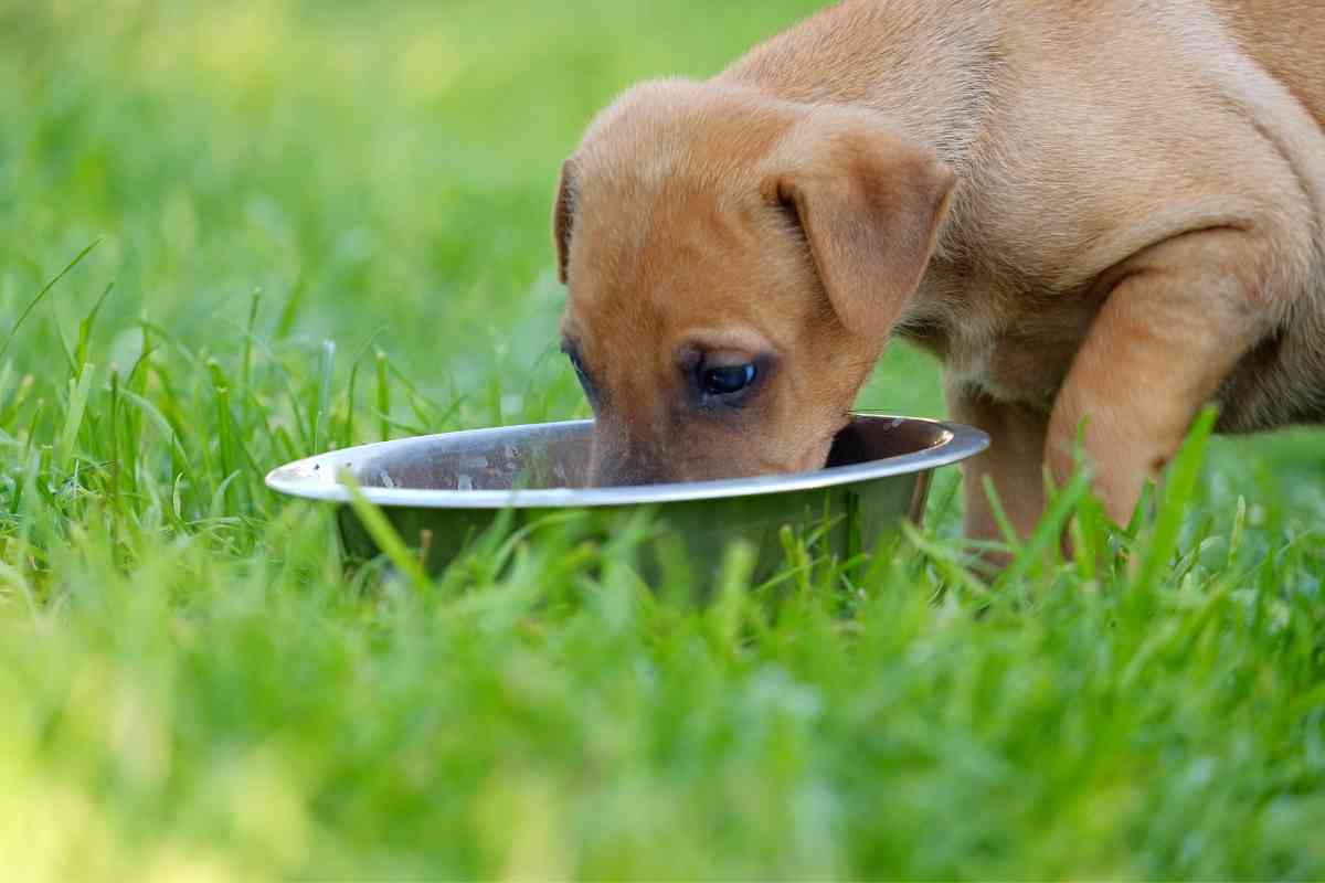 New Puppy Not Drinking Water: Essential Solutions for Your Pup’s Hydration 24
