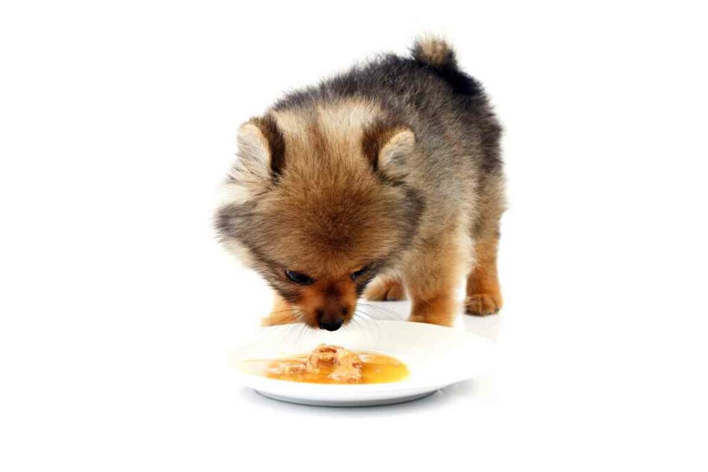 What Happens If a Puppy Is Weaned Too Early? Goldendoodle Advice