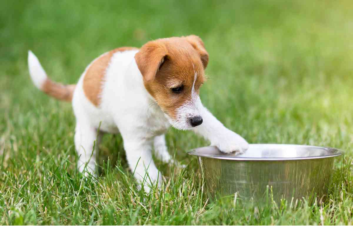 What Happens If a Puppy Is Weaned Too Early? 47