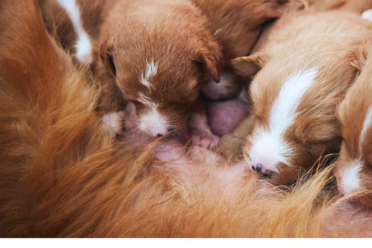 When Do Puppies Start Drinking Milk? Understanding Their Dietary Milestones 39