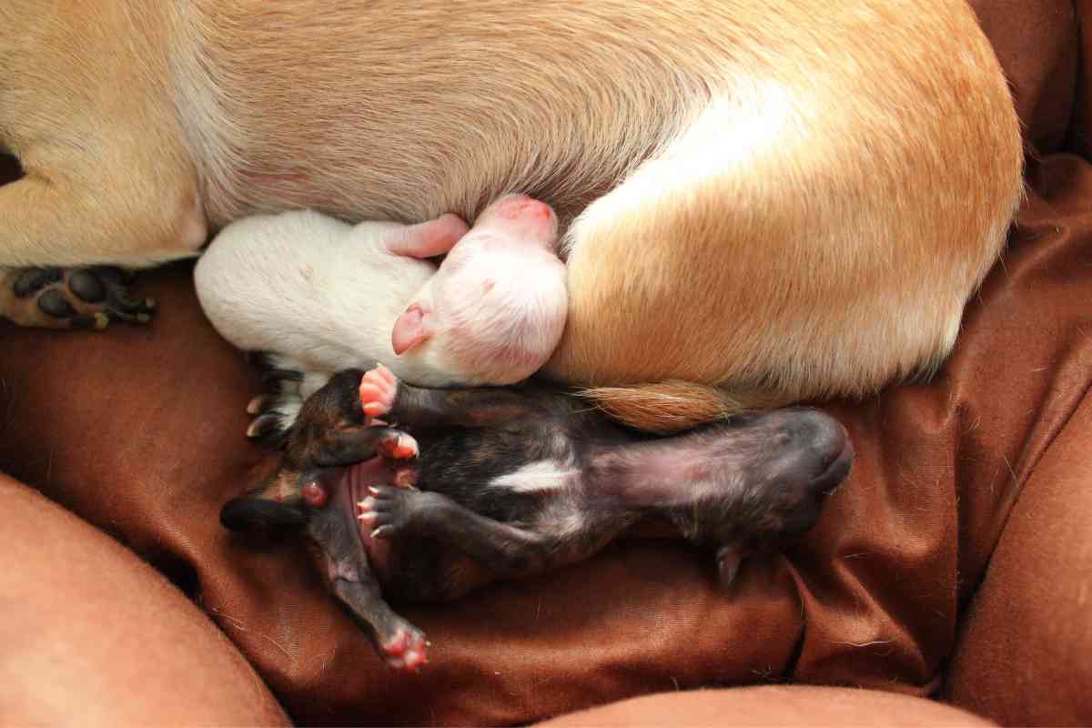 When Do Puppies Start Drinking Milk? Understanding Their Dietary Milestones 5