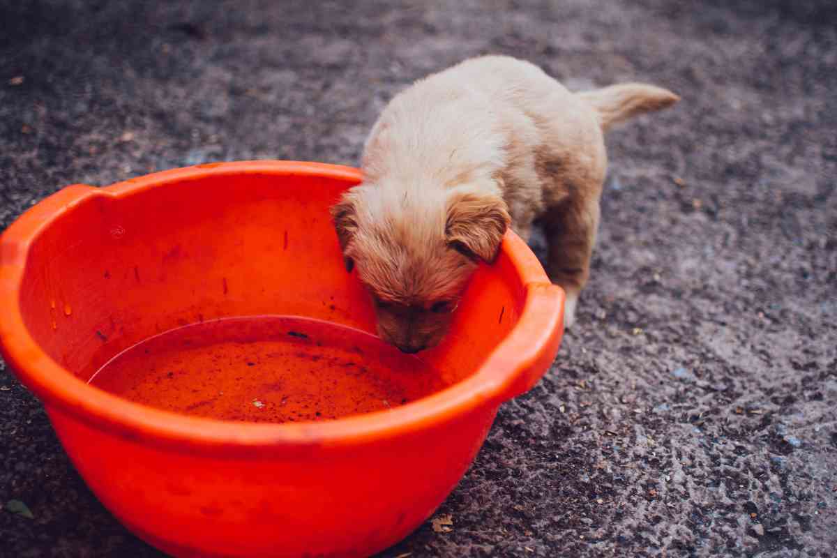 Can Puppies Drink Water at 5 Weeks? Essential Hydration Guidance 32
