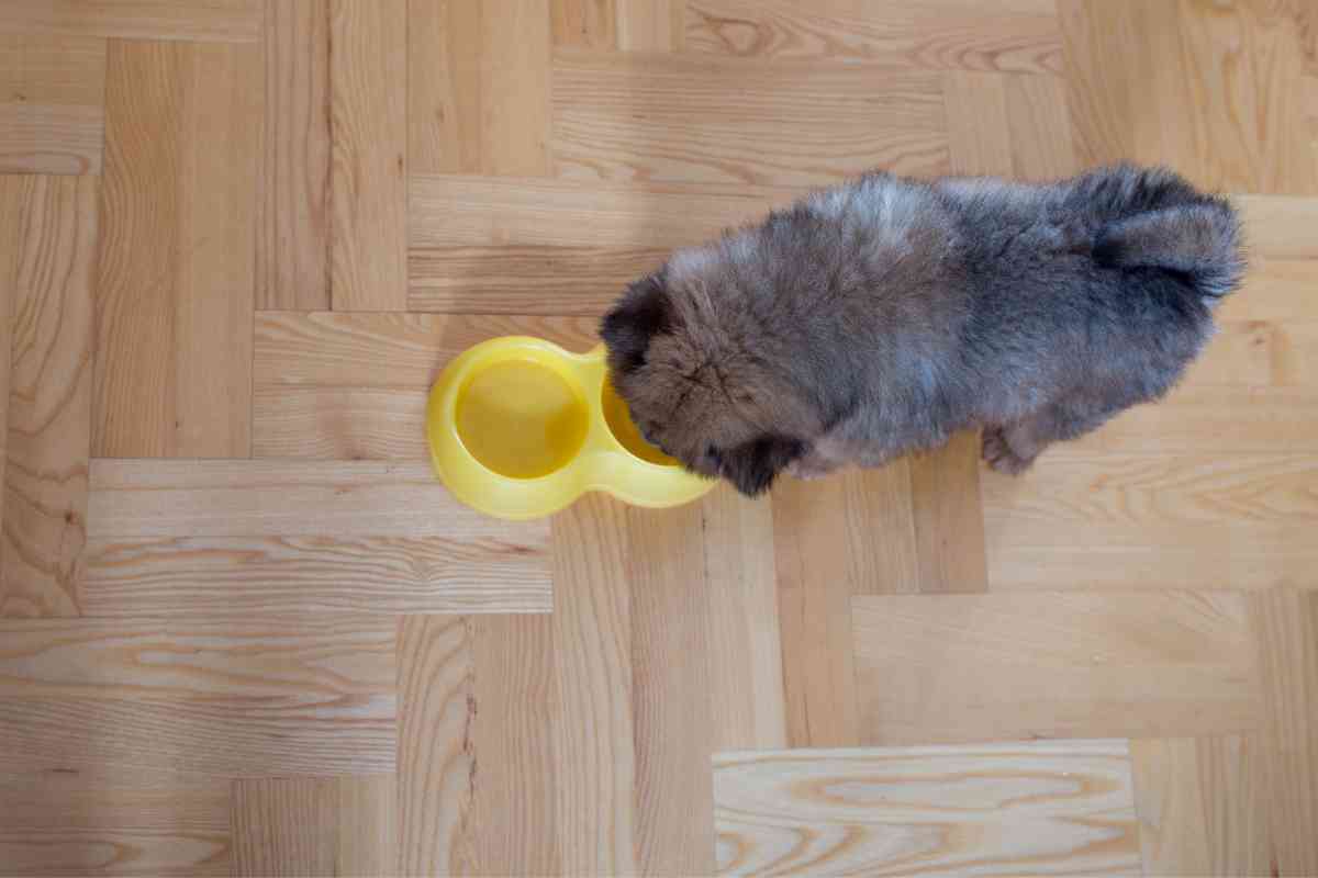 Can Puppies Drink Water at 5 Weeks? Essential Hydration Guidance 33