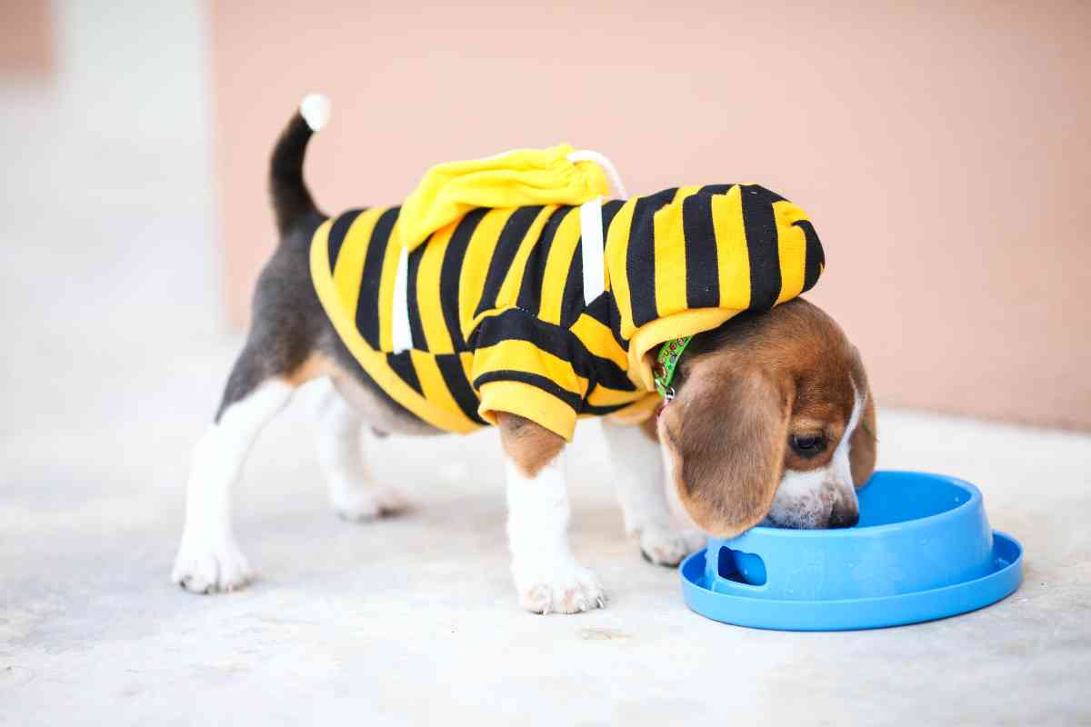 Can Puppies Drink Water At 5 Weeks? Essential Hydration Guidance 8