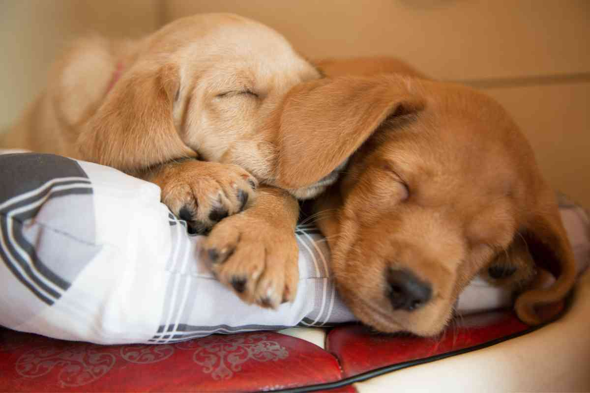What Time Should Puppies Go To Bed? 5