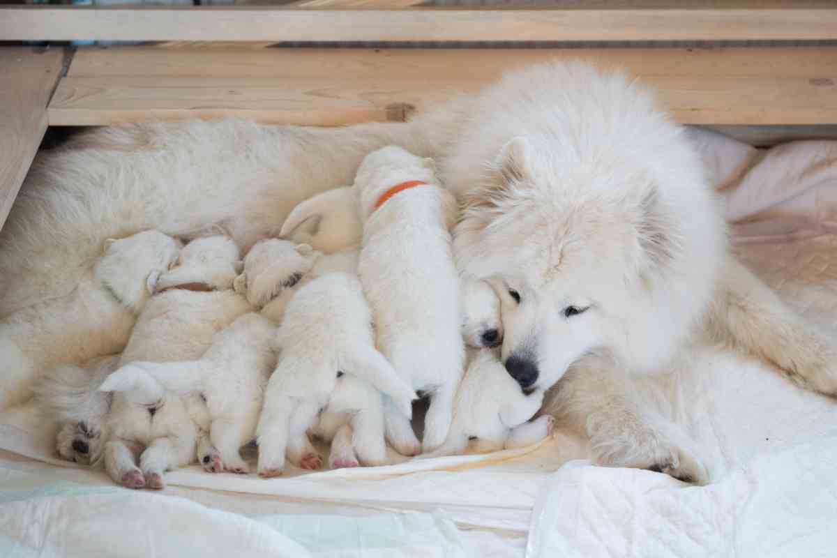 What Do Puppies Drink? Proper Hydration For Your Young Dog 2