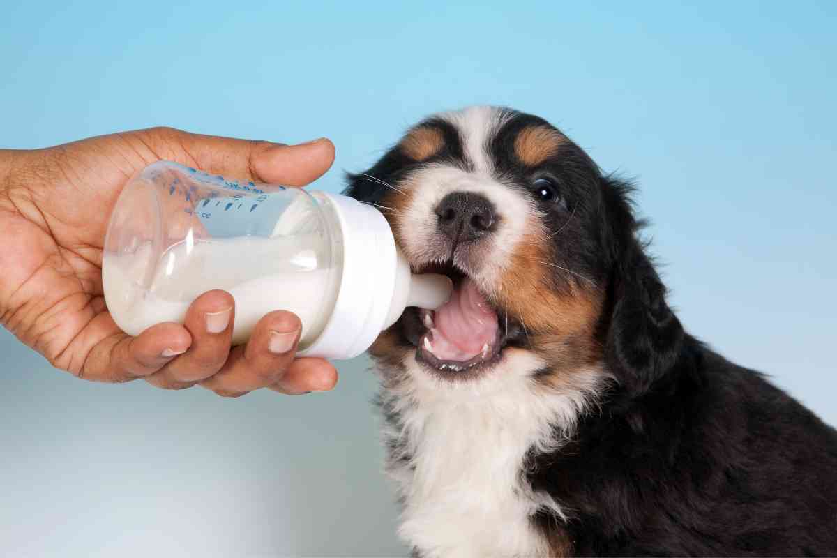 What Do Puppies Drink? Proper Hydration for Your Young Dog 35