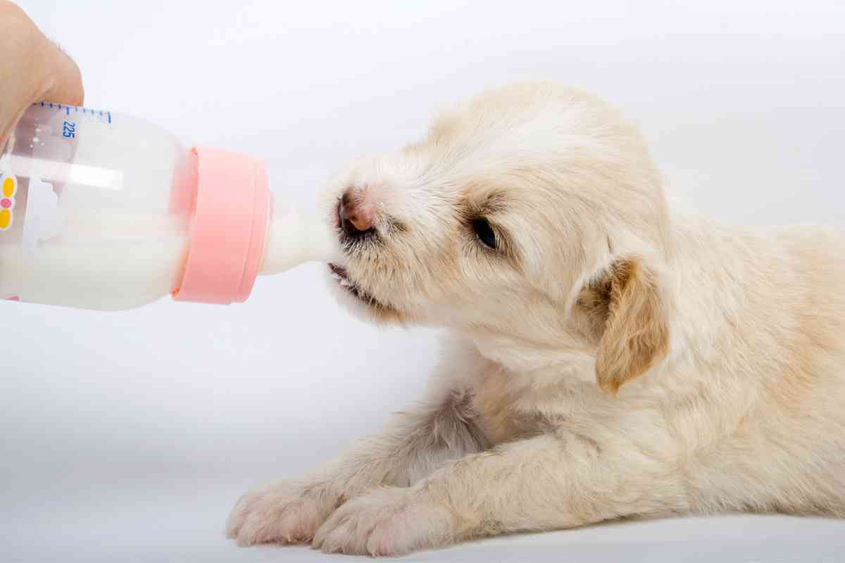 What Do Puppies Drink? Proper Hydration for Your Young Dog 37