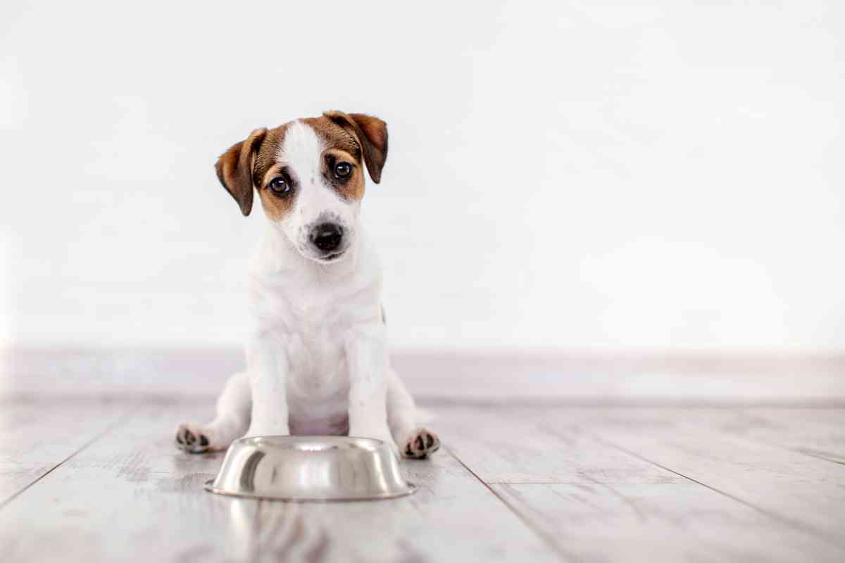 What Time to Stop Giving Puppy Water: Evening Hydration Guidelines 16